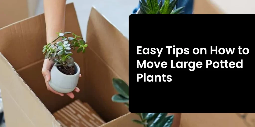 Easy-Tips-on-How-to-Move-Large-Potted-Plants